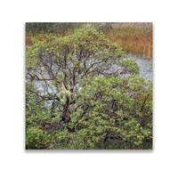 SpringColor2