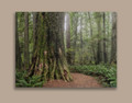 Redwood Murals