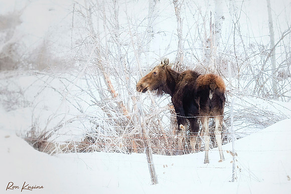 Roadside Attraction